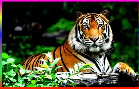 Ranthambore National Park